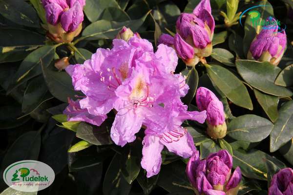 Rhododendron Goldflimmer